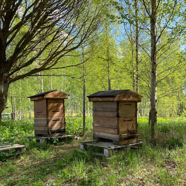 Hunaja Pehmeä & Inkivääri / Finnish Honey - Soft & with Ginger 2 x 330g - Image 3