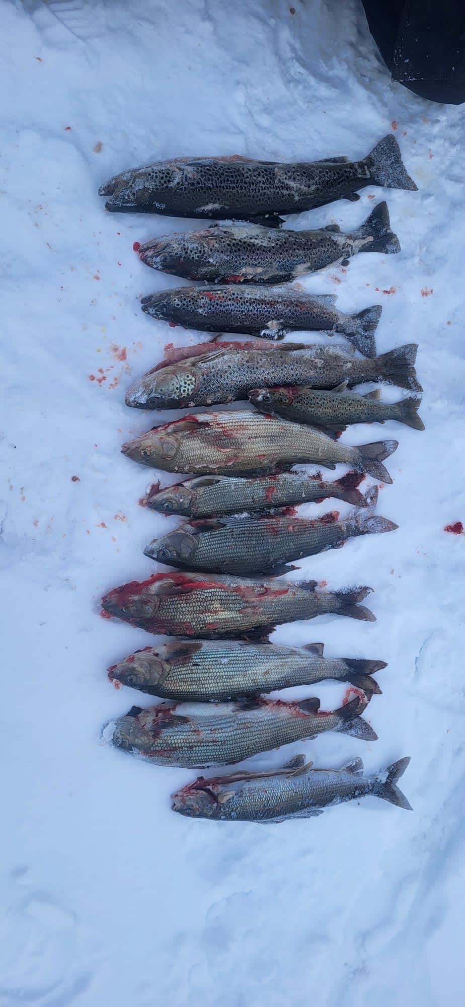 Elämysmatka erämaahan, Ruotsin Rostujärven ympäristöön - Image 2