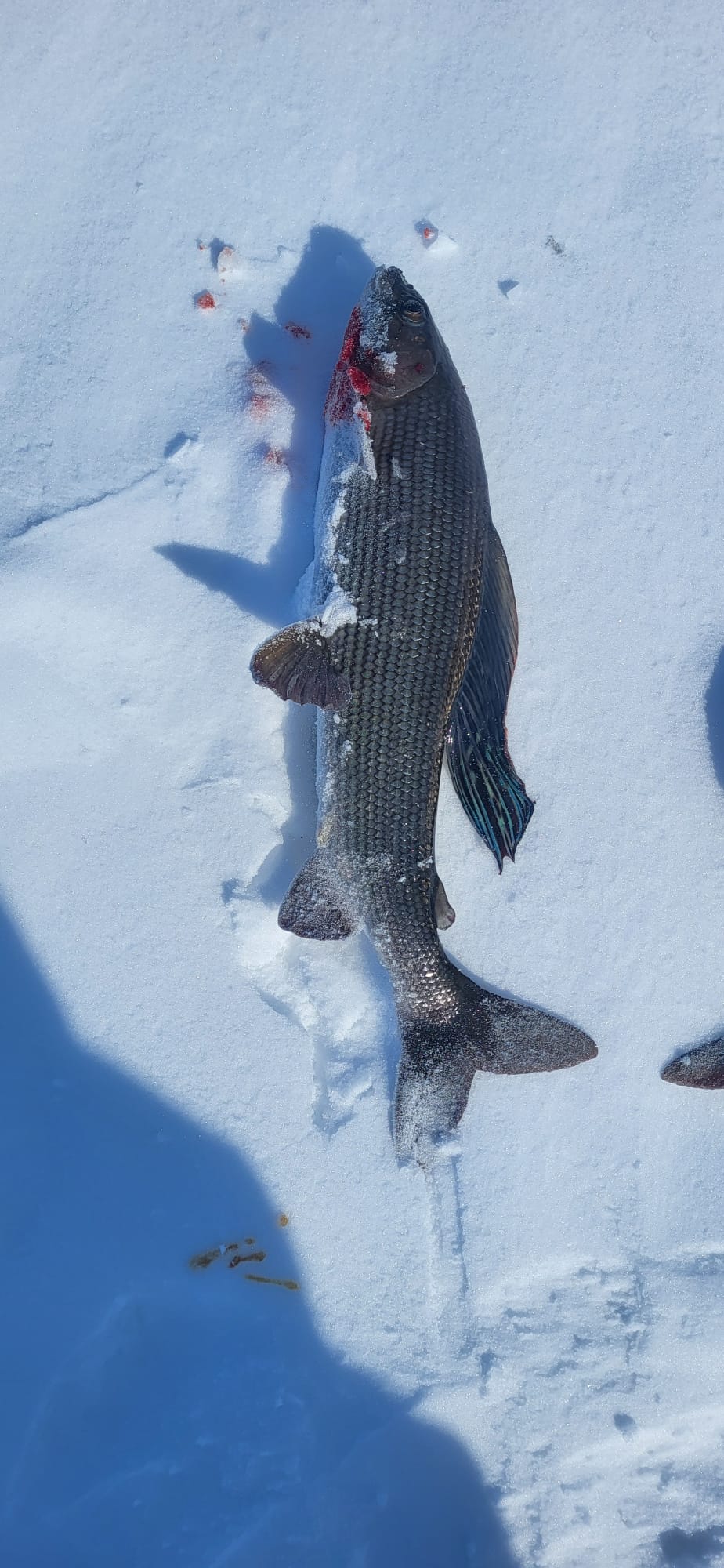 Elämysmatka erämaahan, Ruotsin Rostujärven ympäristöön - Image 5