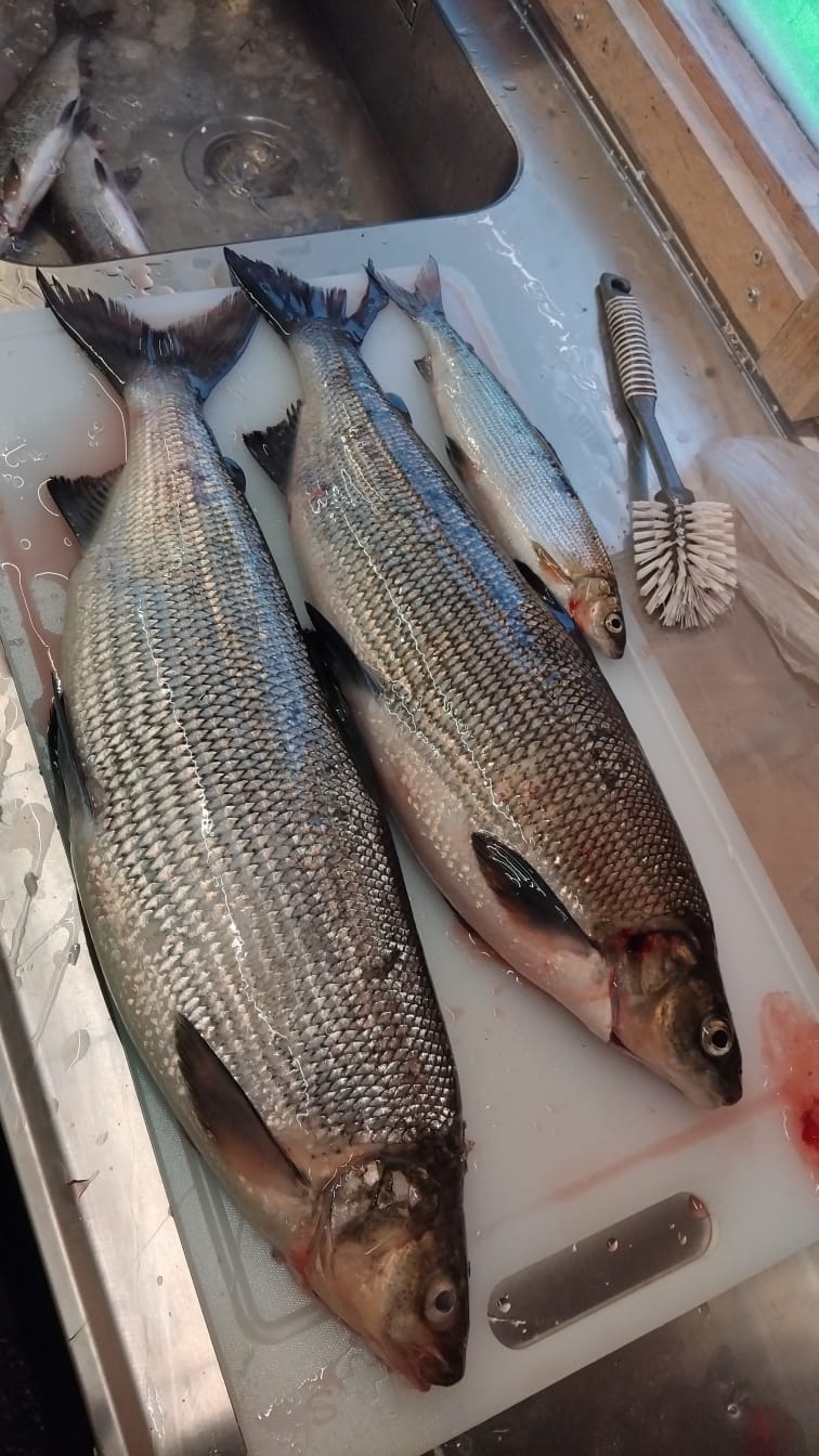 Kalastusta Jerisjärvellä - Image 3