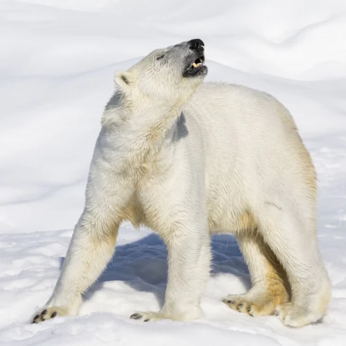 Retki Ranuan eläinpuistoon kahdelle | Rovaniemi