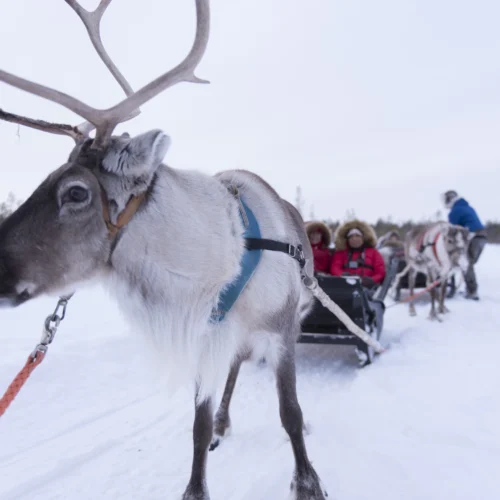 Vierailu porofarmilla ja porosafari kahdelle | Rovaniemi