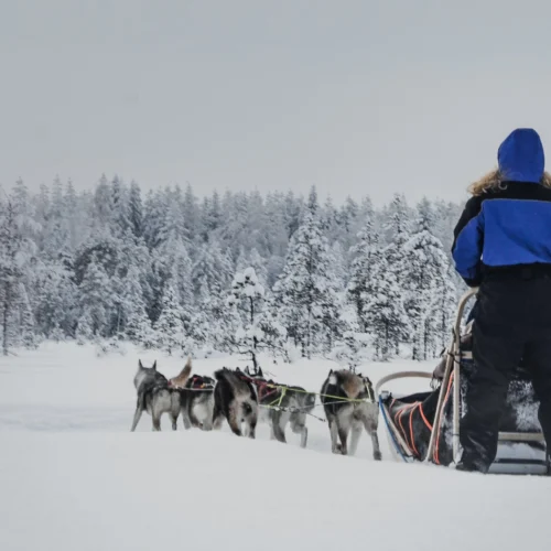 Vierailu huskyfarmilla ja huskysafari kahdelle | Rovaniemi