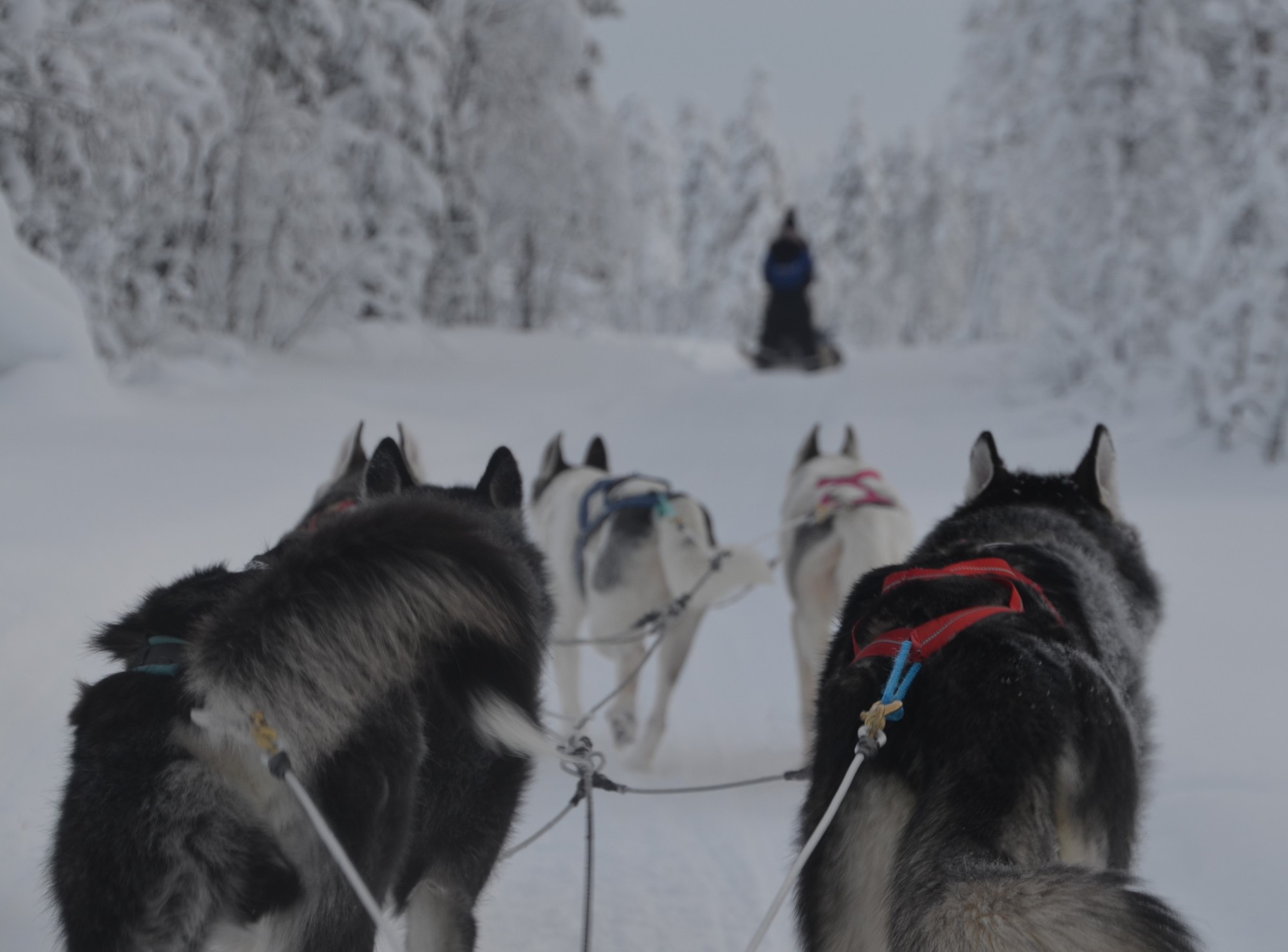 Vierailu huskyfarmilla ja huskysafari kahdelle | Rovaniemi - Image 2