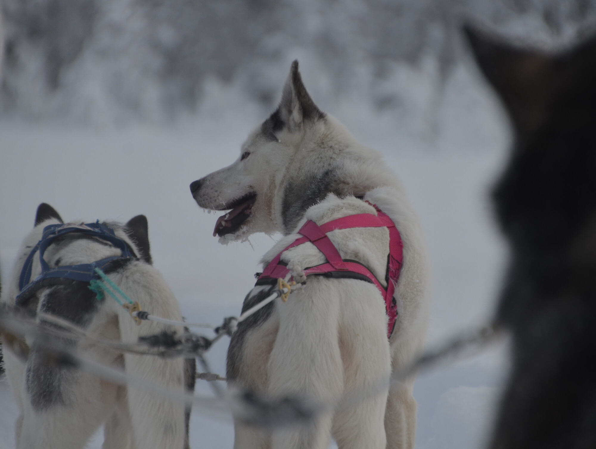 Vierailu huskyfarmilla ja huskysafari kahdelle | Rovaniemi - Image 4