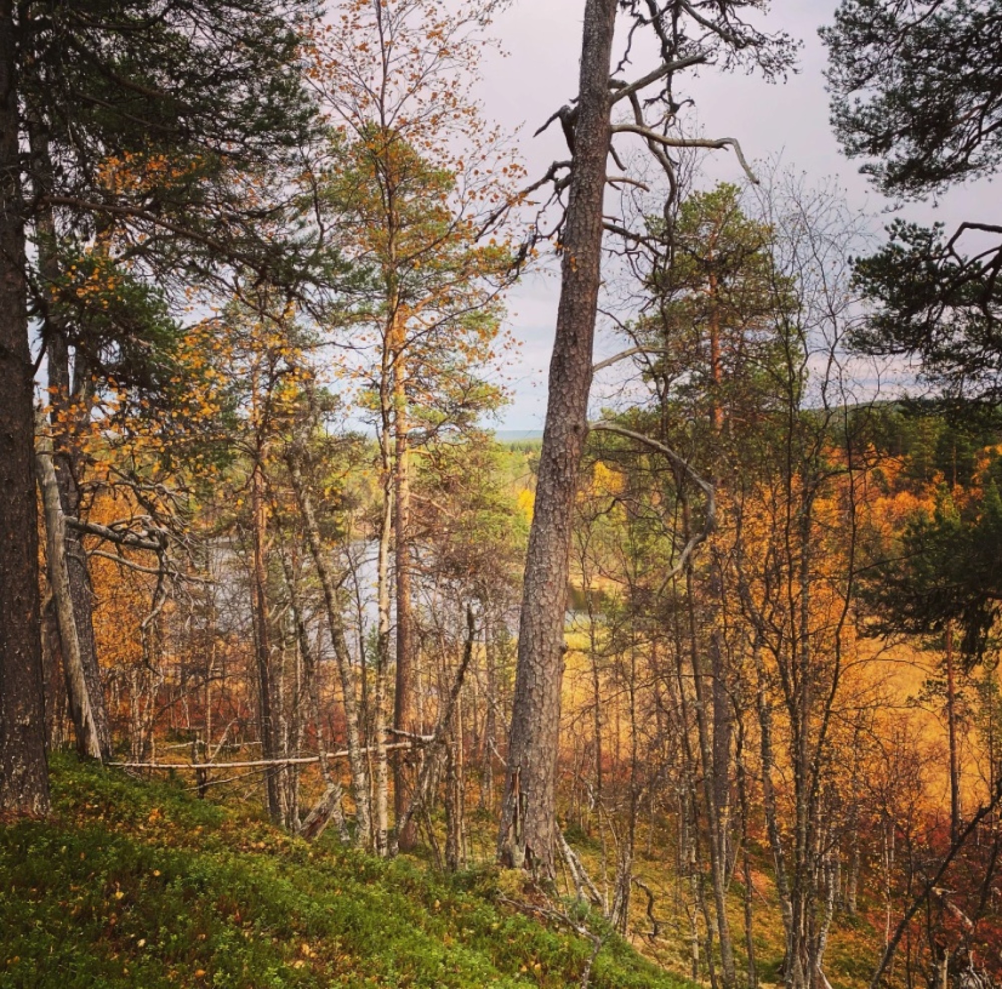 Täysihoidollinen majoitus erämökissä kahdelle viikonloppuna (2 vrk) | Ivalo - Image 5