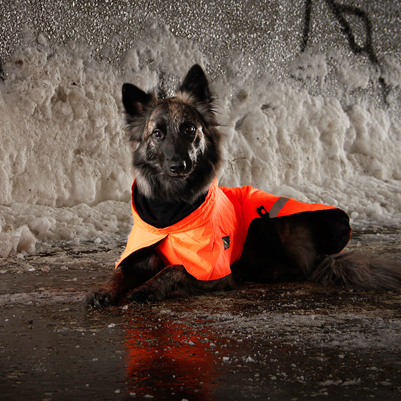 Kivalo koiran takki Ohto - Image 8